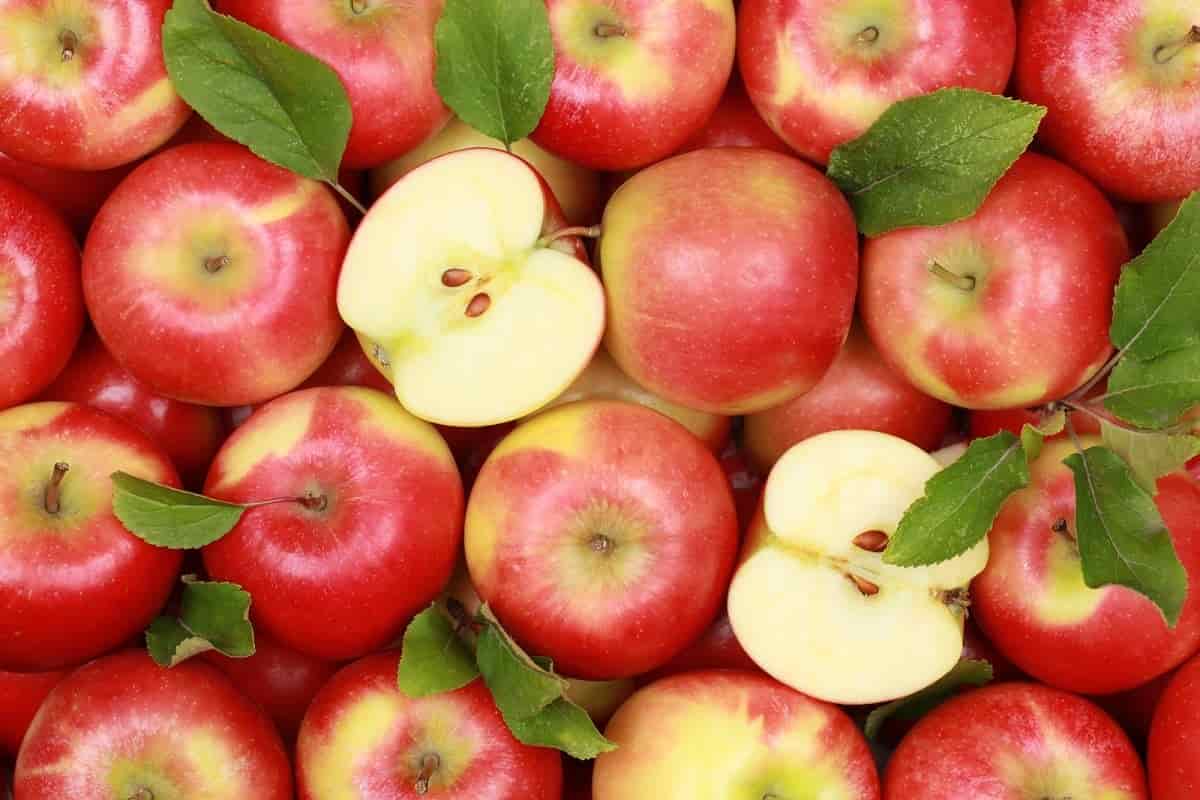 Atlas apple fruit price