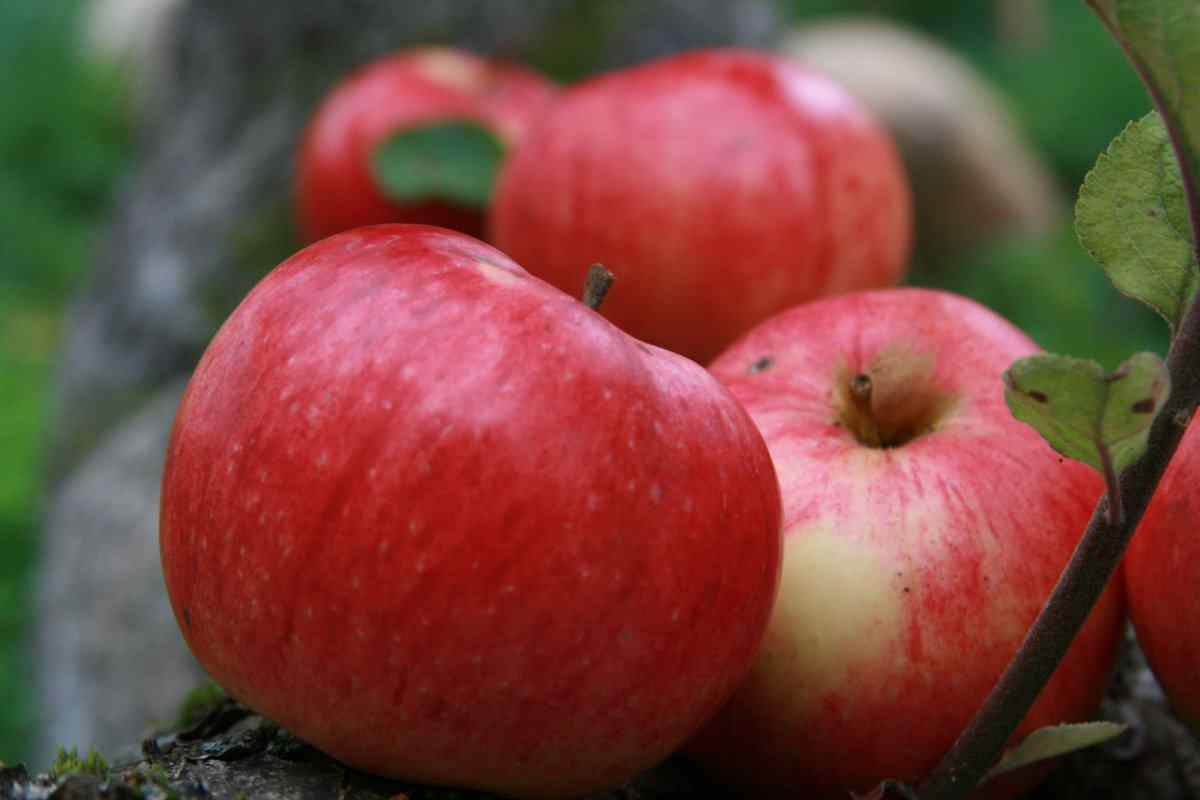 red apple nutrition