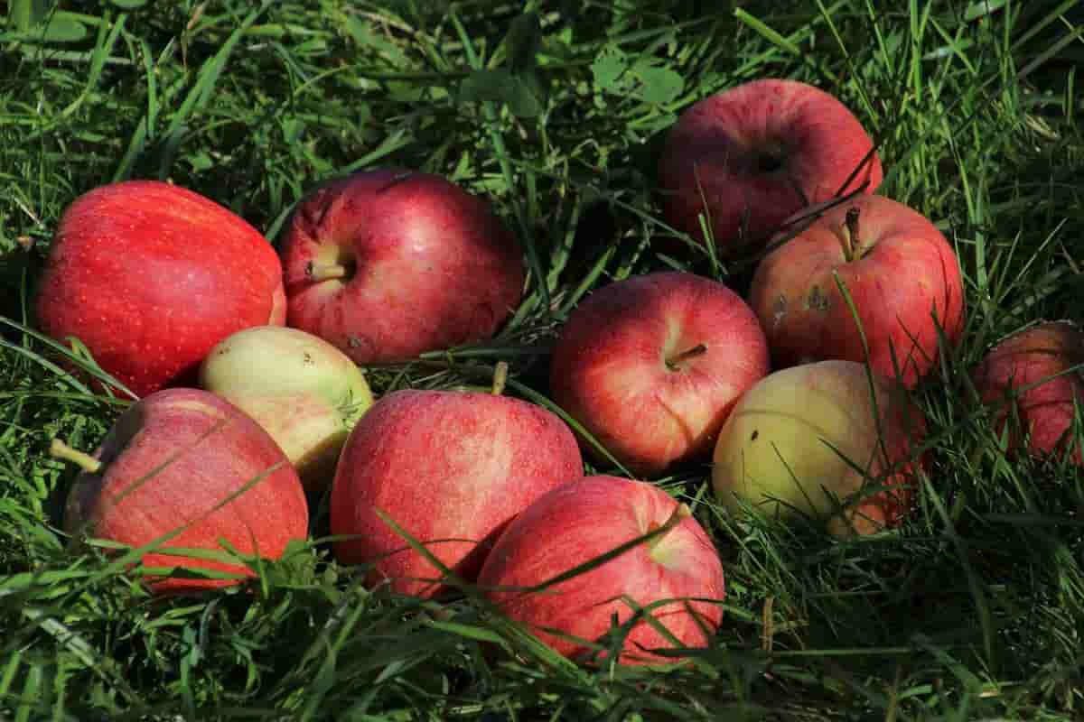 red apple farm