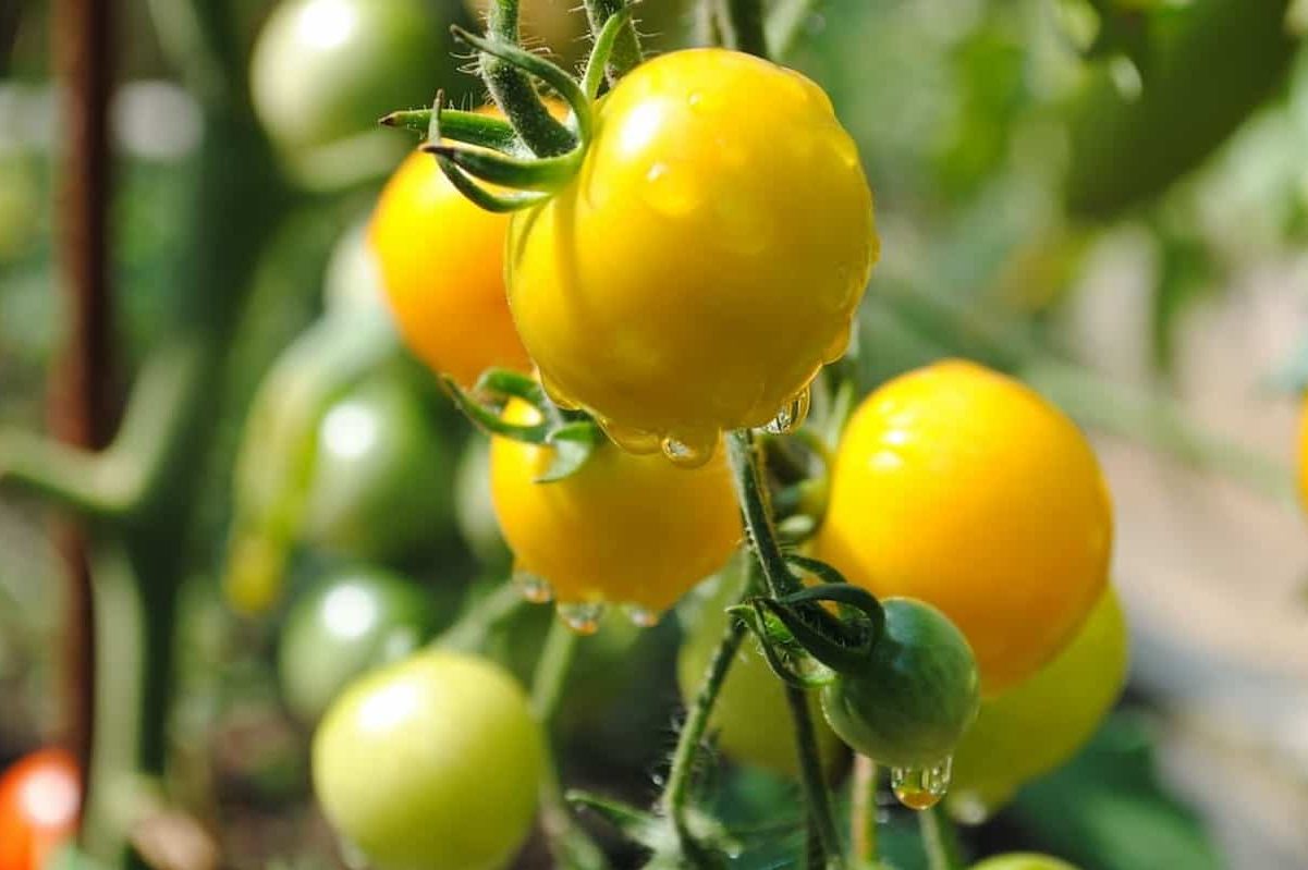 yellow tomato fruit