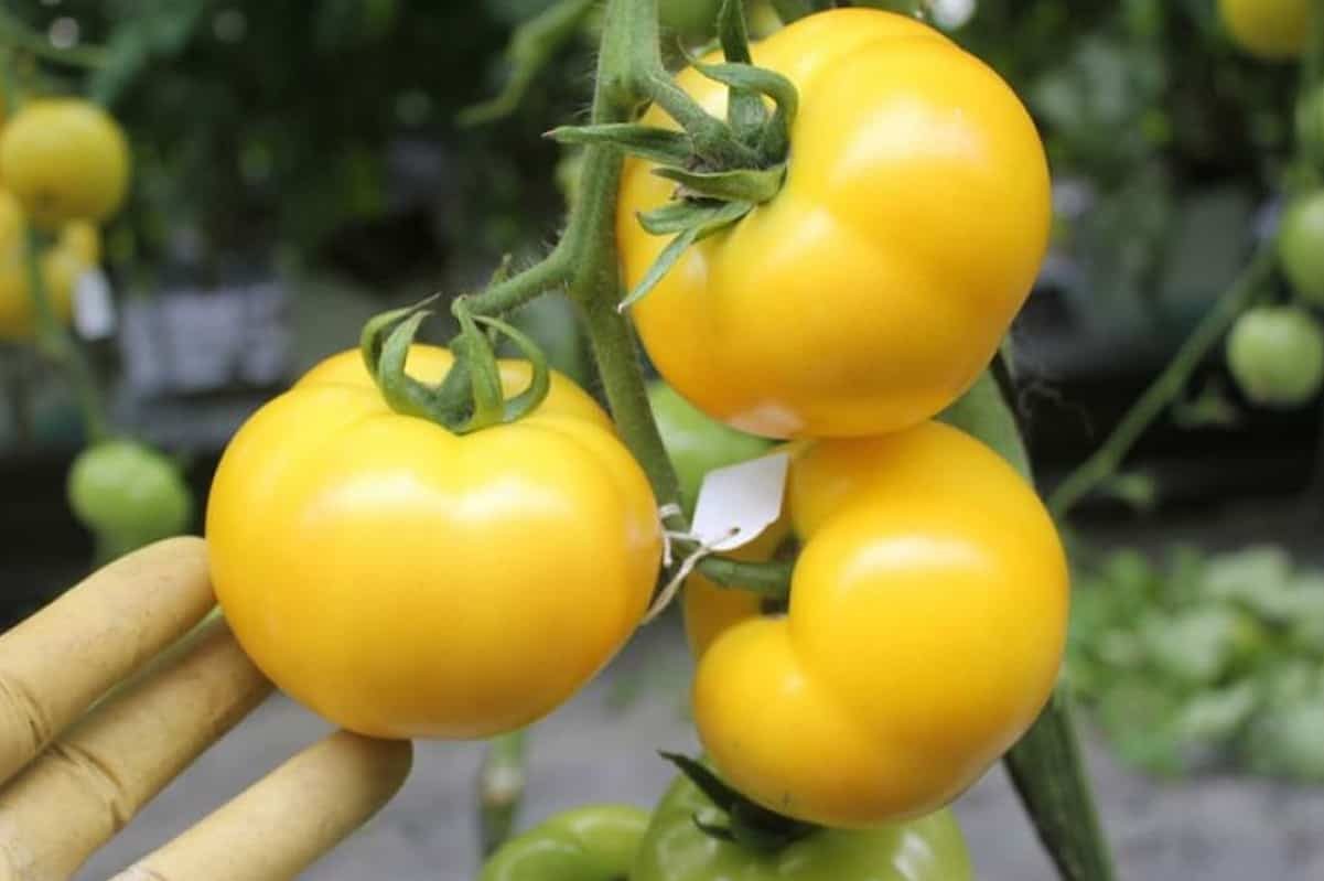 yellow tomato sauce recipe