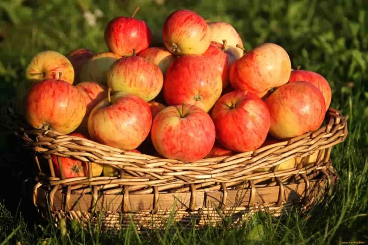 apple fruit picking