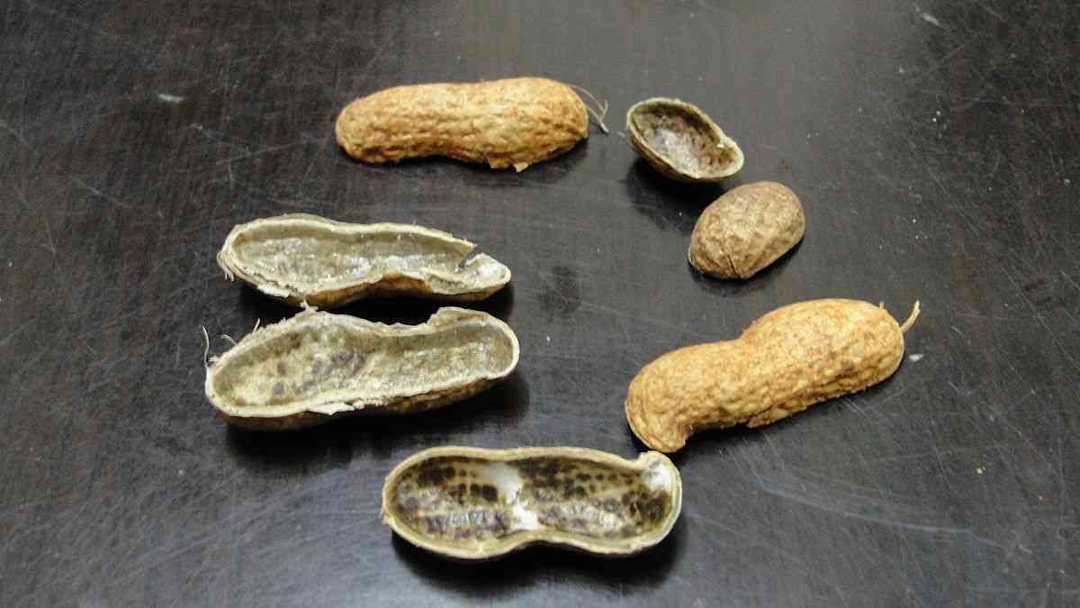 how to detect aflatoxin in peanuts