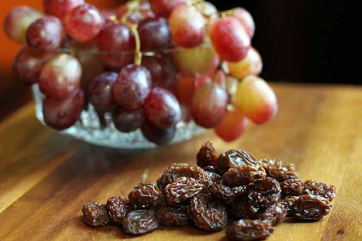 The introduction of black raisins