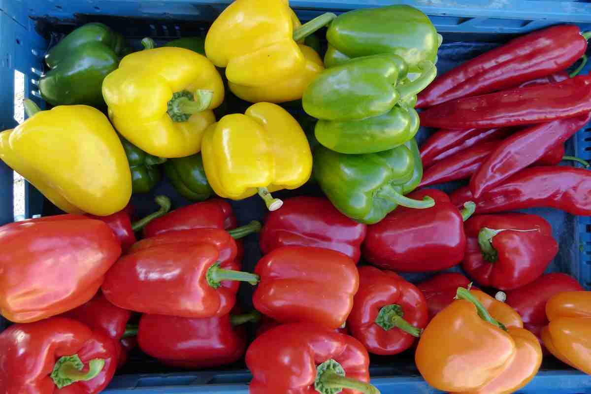 bell pepper 1kg price in sri lanka