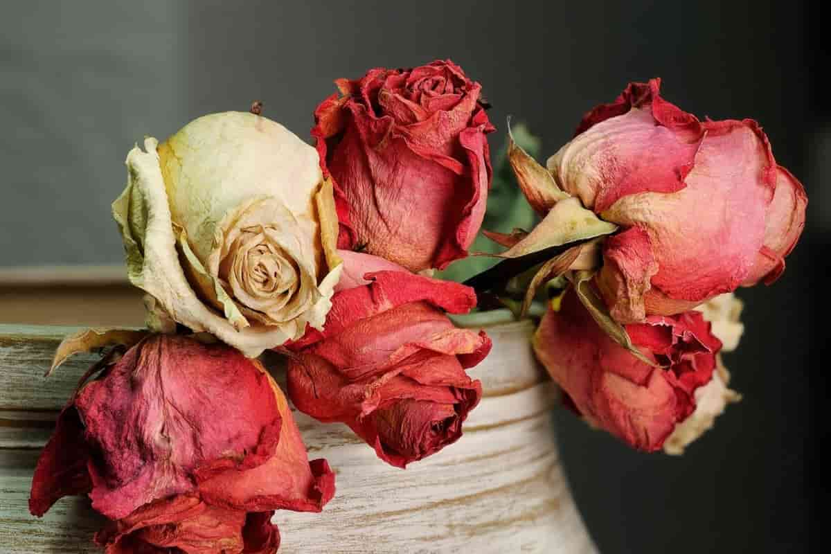 Specification of Dried damask rose