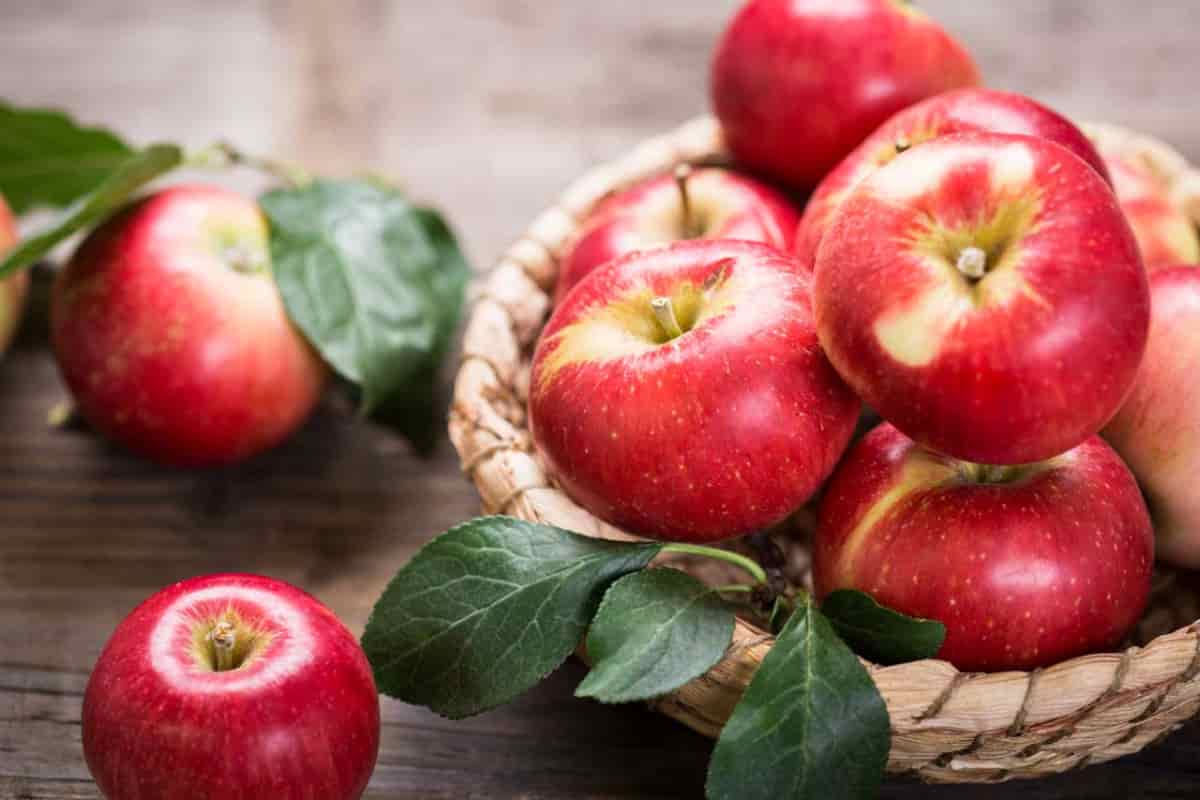 Atlas apple fruit