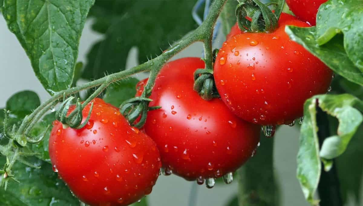 watering tips for tomatoes plants