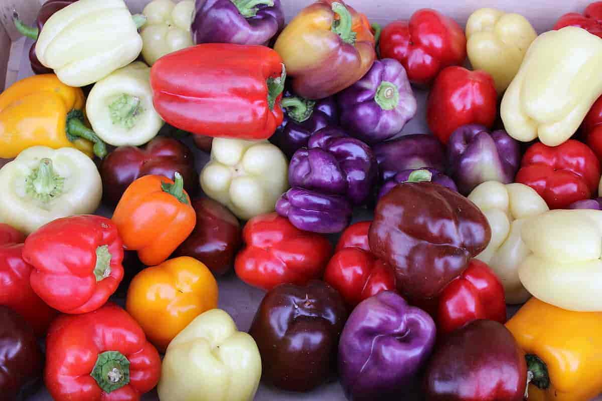 Bell peppers and the features