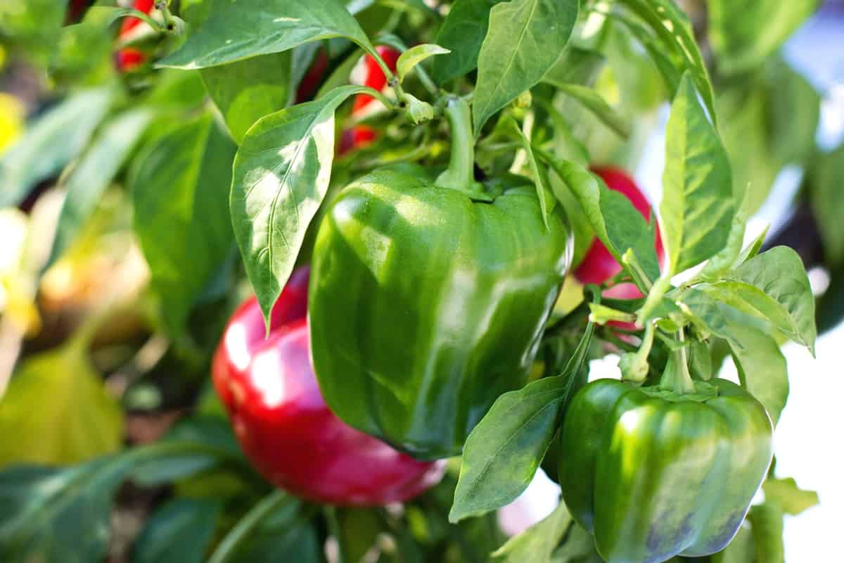 Types of bell pepper