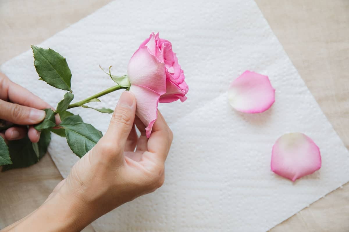 are rose petals toxic to humans