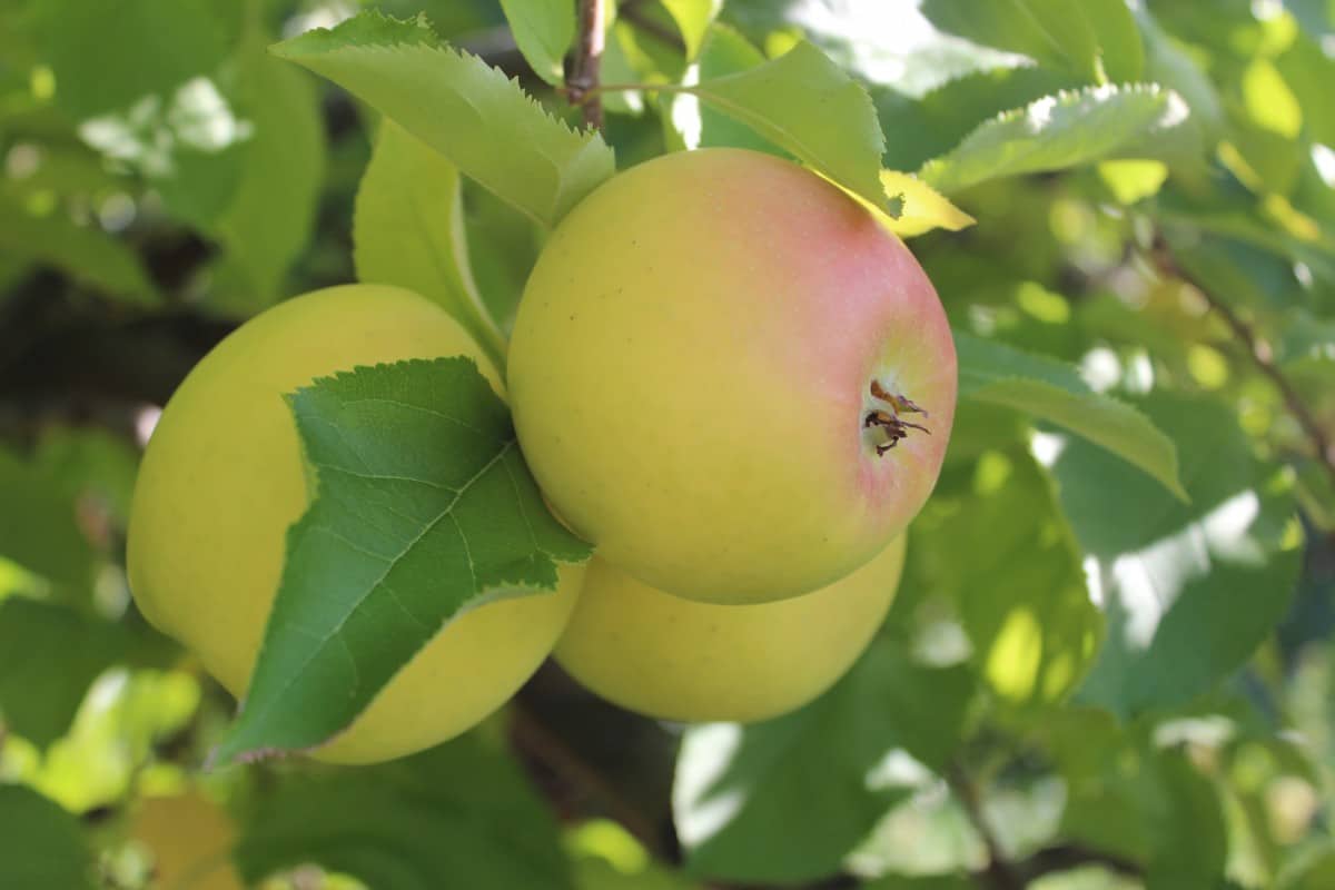 Introducing golden apple fruit