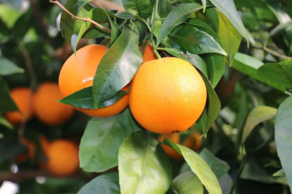 Navel orange facts to know