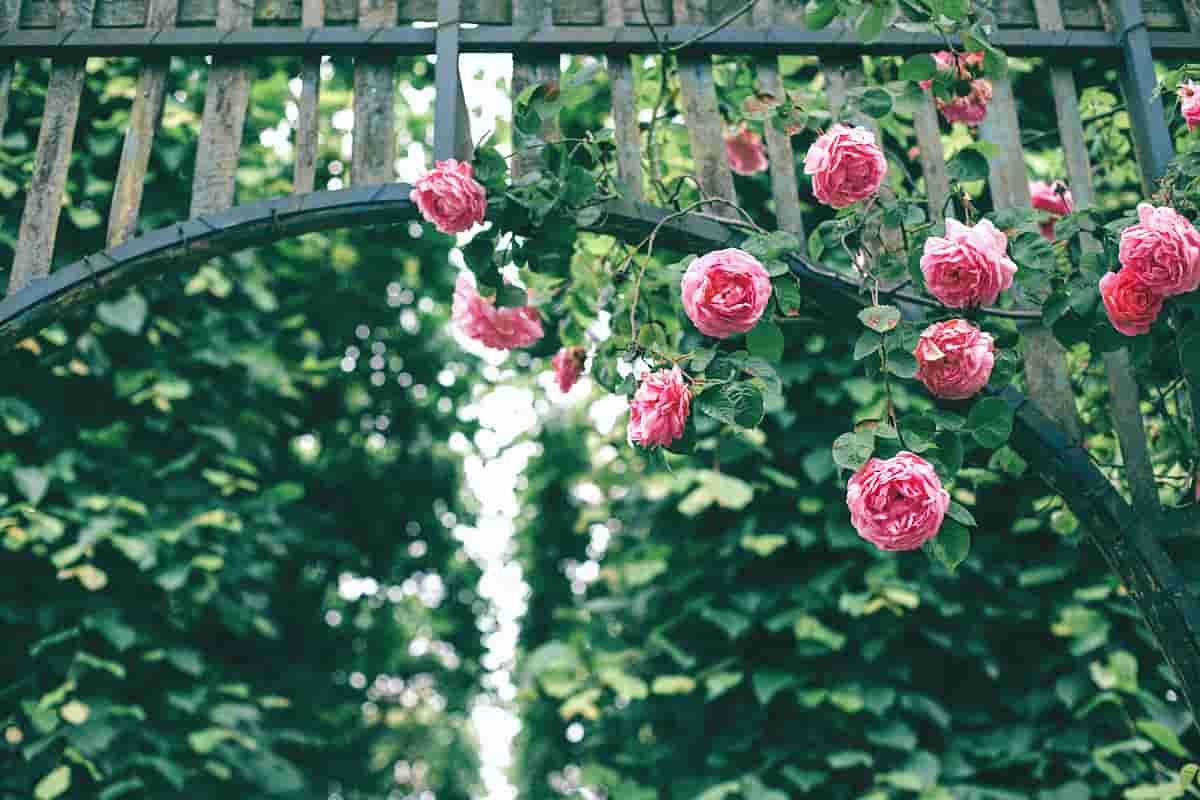 rose petals for wedding