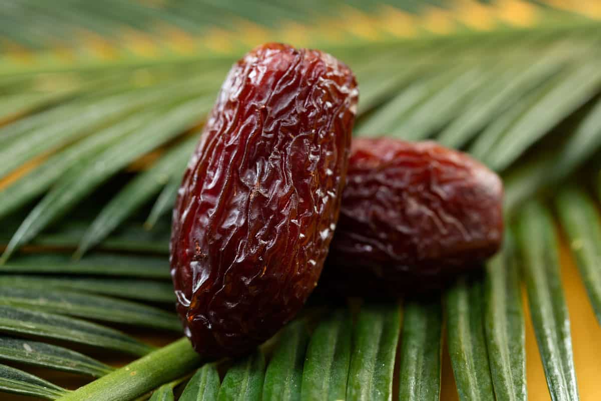 Characteristics of Date seeds