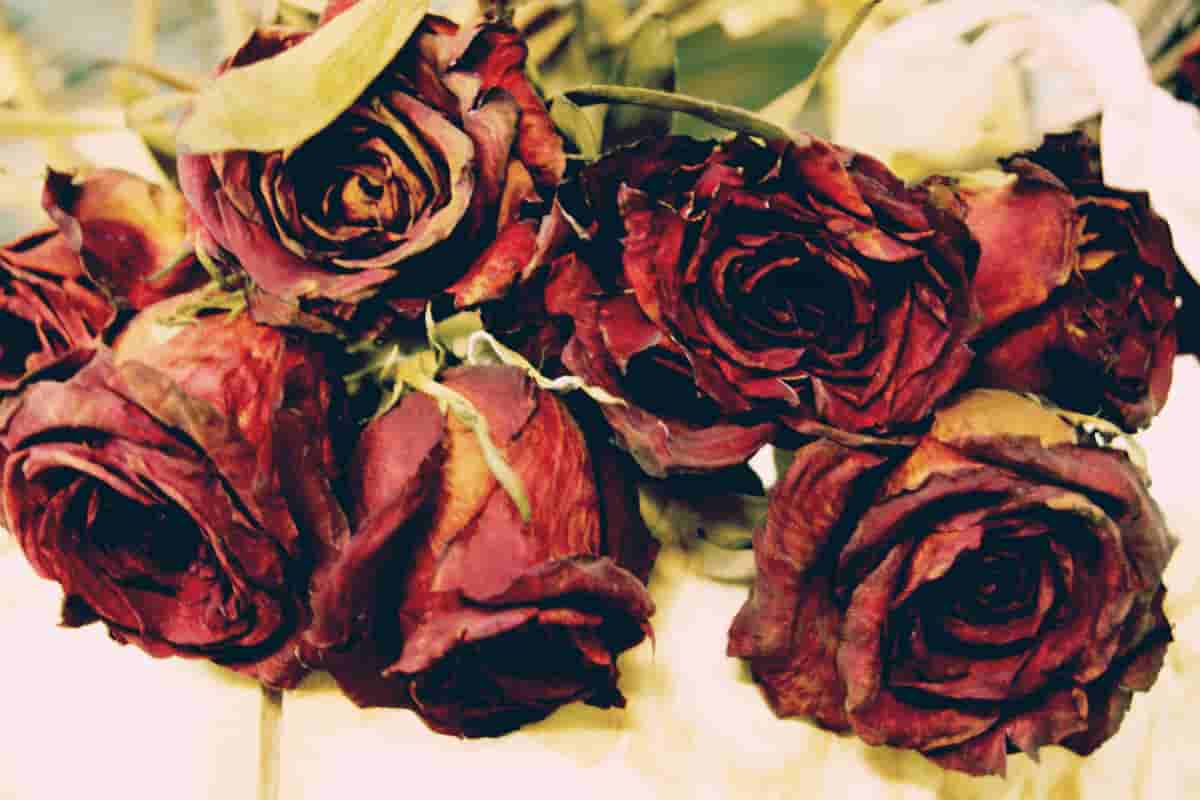 Different models of dried rose