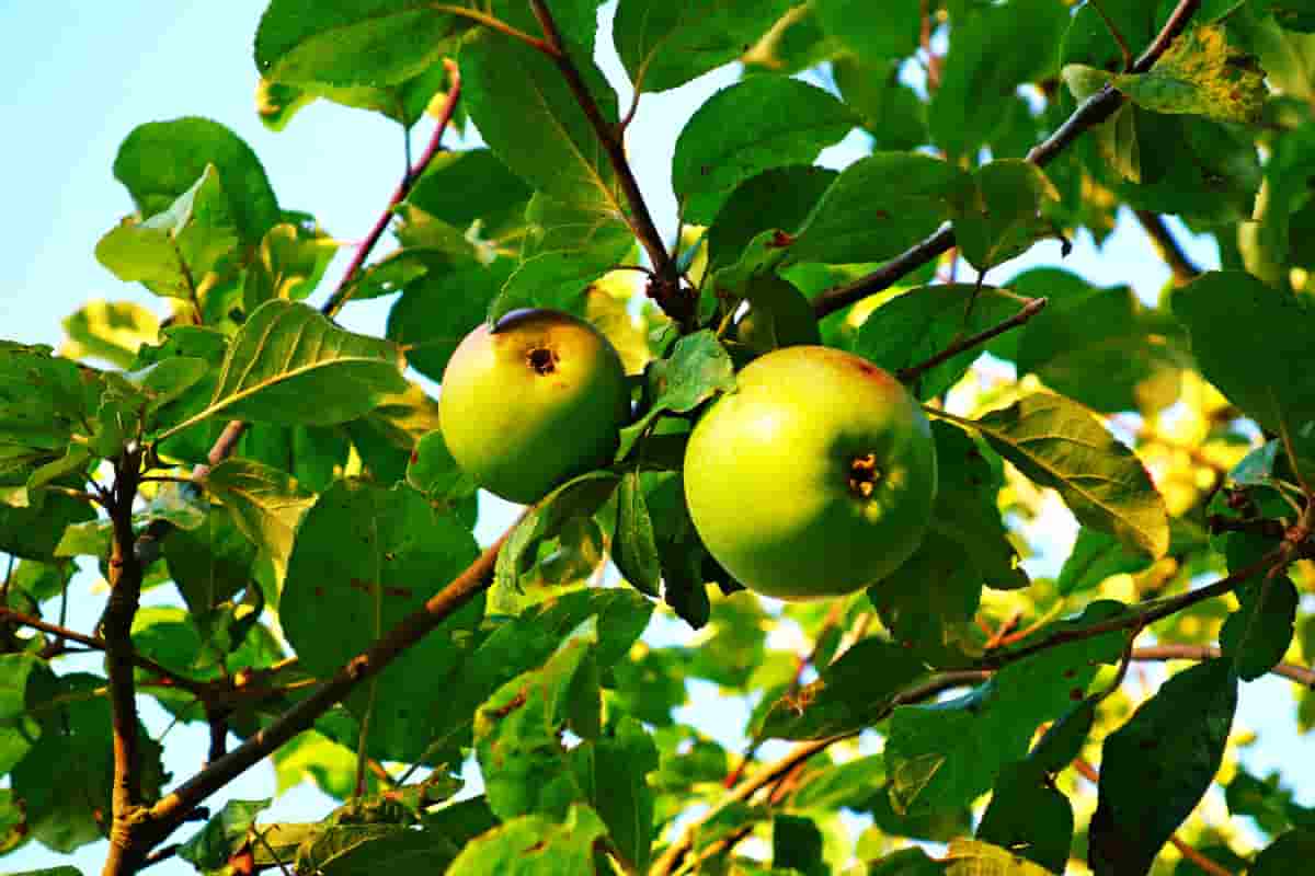 Golden apple fruit seychelles