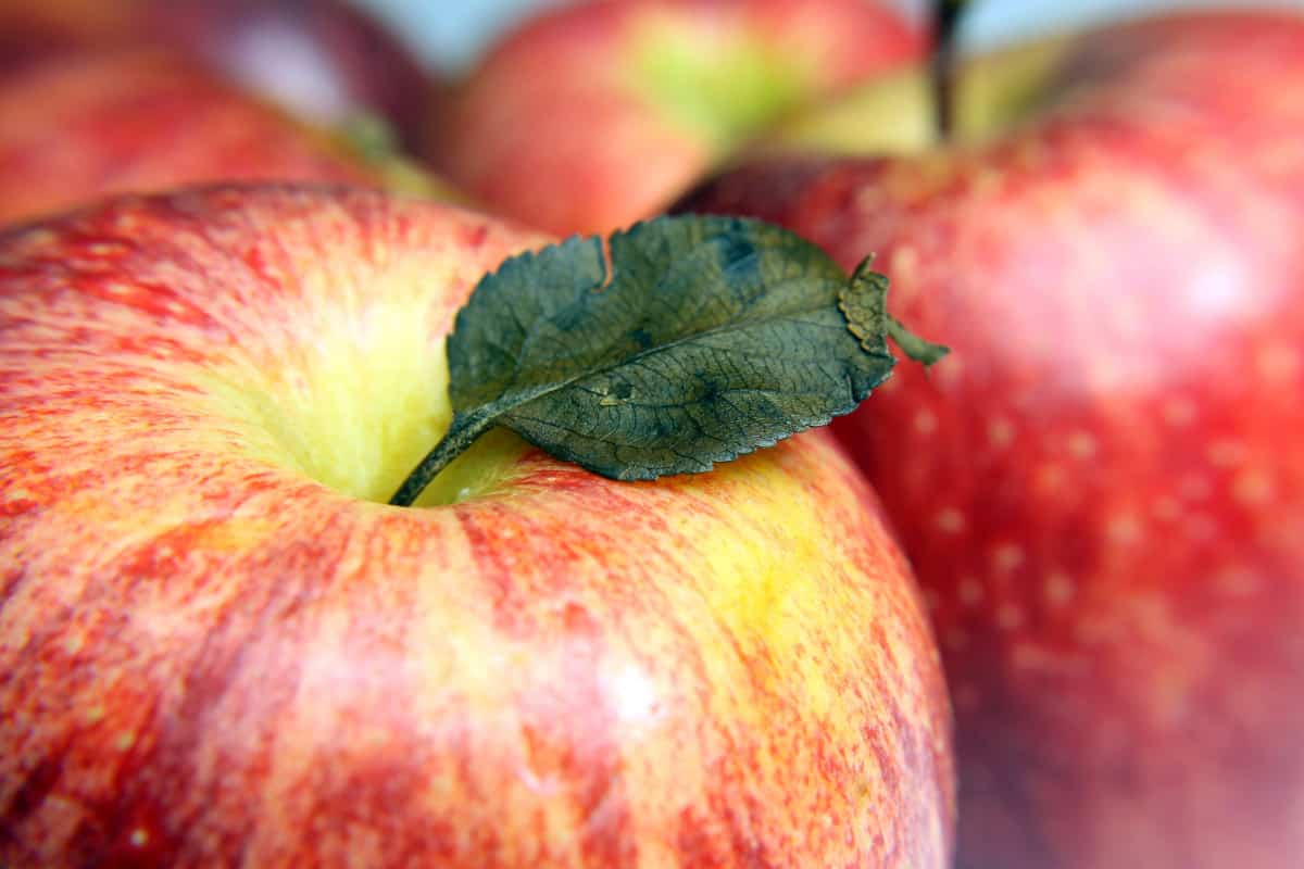 apple fruit variety and correlation
