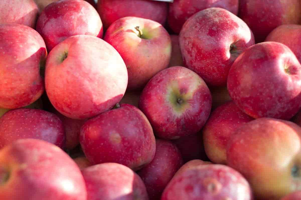 apple fruit nutrition