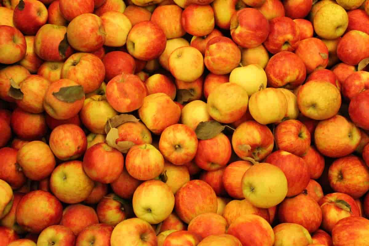 The best price for red golden apple fruit