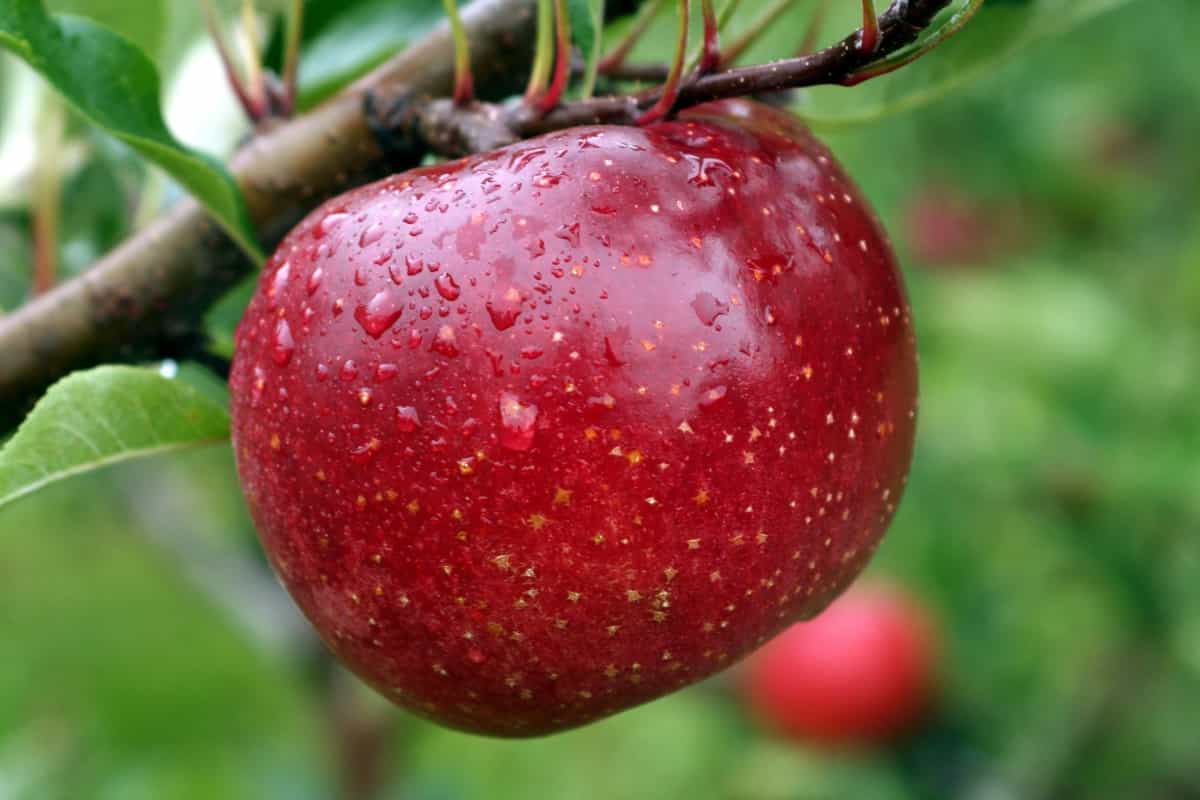size and distance measurements apple fruit