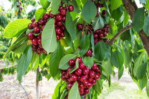 cherry tree plant