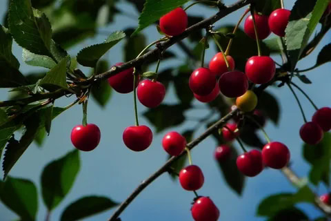 cherry tree seeds canada