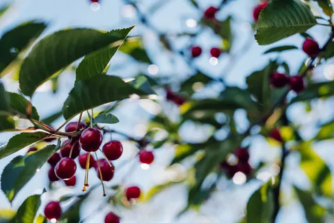 cherry tree seeds how to grow