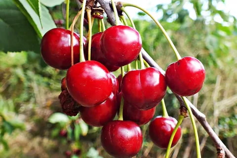 organic cherry tree