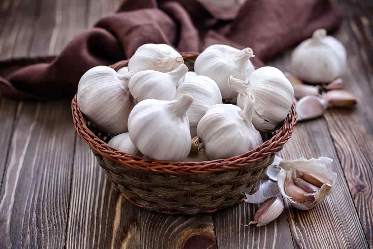 Properties of dried garlic