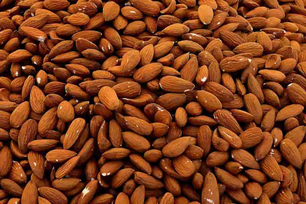 Wholesale buying and selling of mamra almonds
