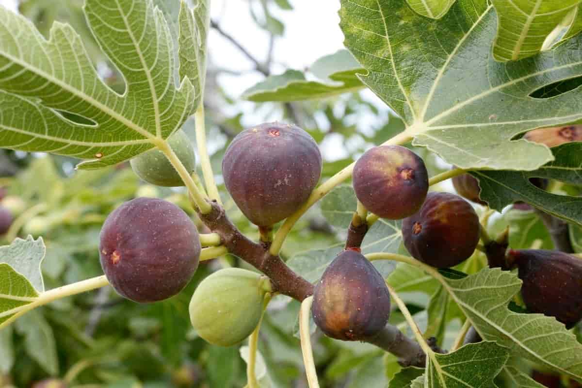 smyrna fig tree for sale