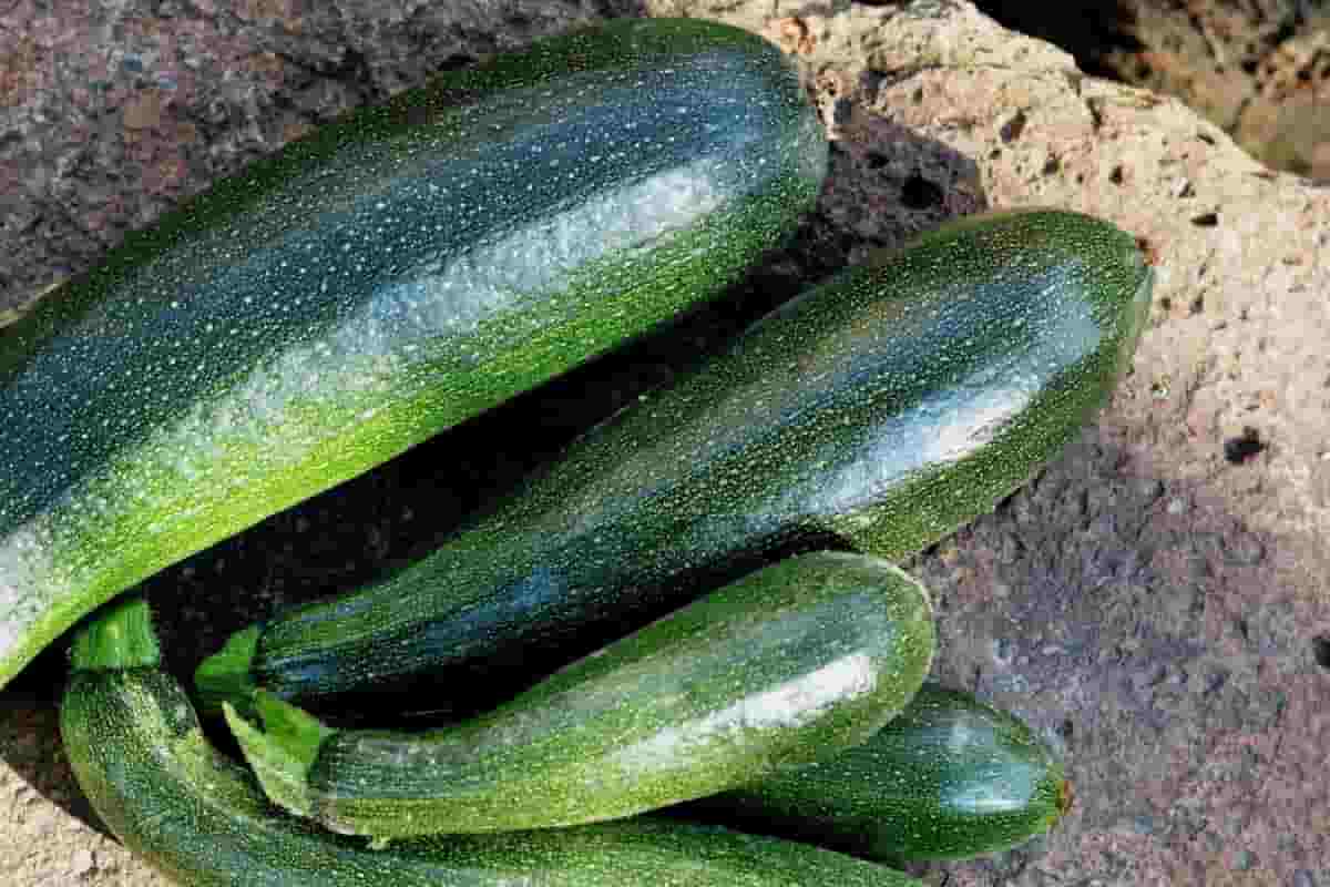 fresh zucchini nutrition