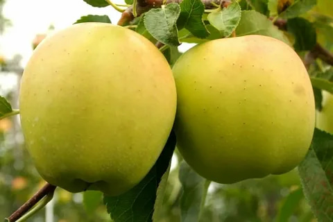 Specification of golden apple quality fruits
