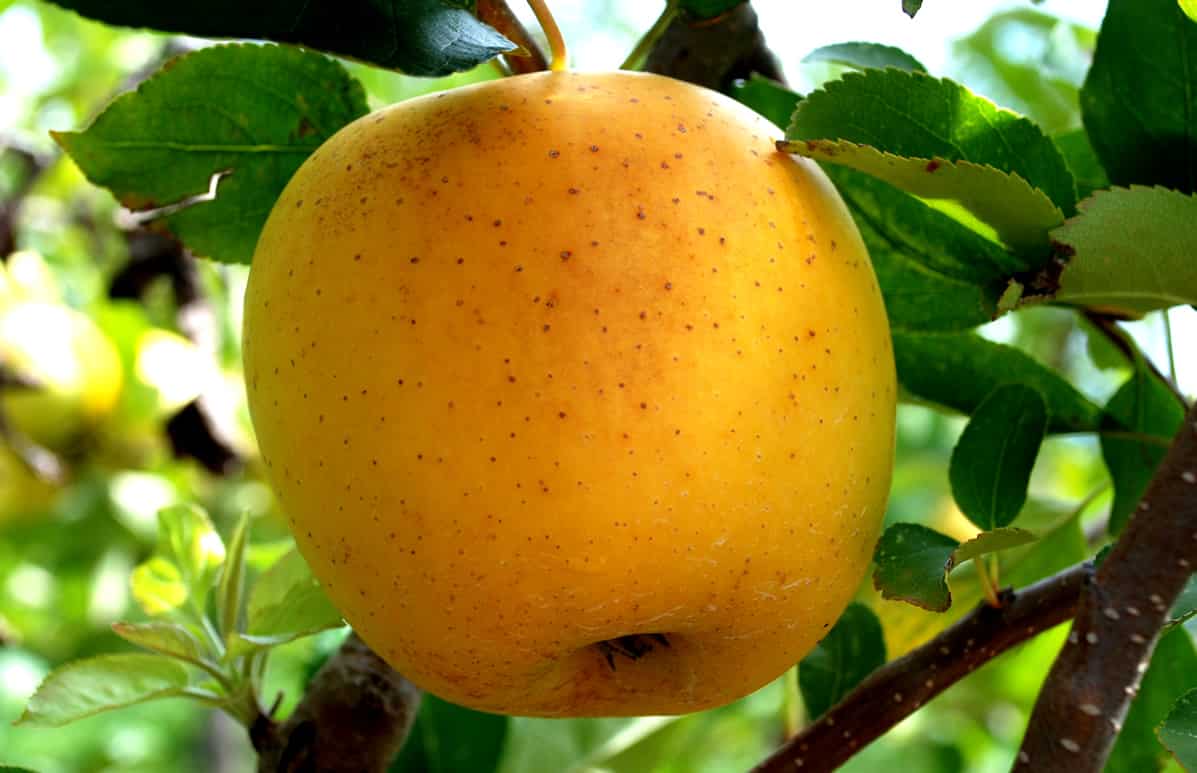 Yellow Honeycrisp apple you can purchase online - Arad Branding