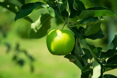 What is green apple juice recipe