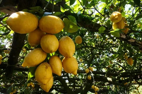 ponderosa lemon tree indoor