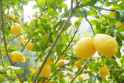 lemon tree growth rate