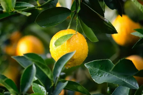 ponderosa lemon tree temperature