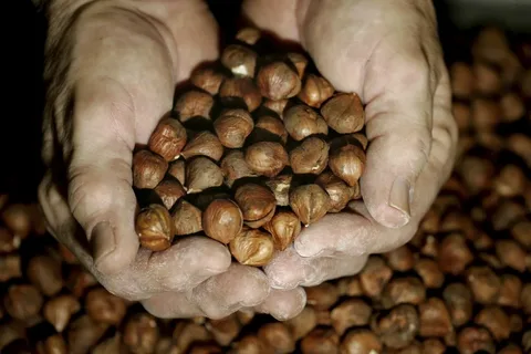 processed hazelnut kernels