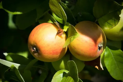 golden apple fruit benefits
