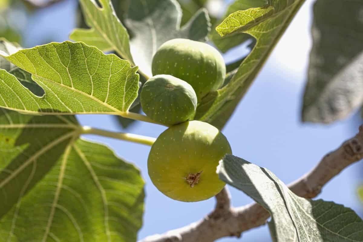 dried figs costco