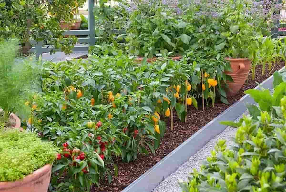 bell pepper plant flowers