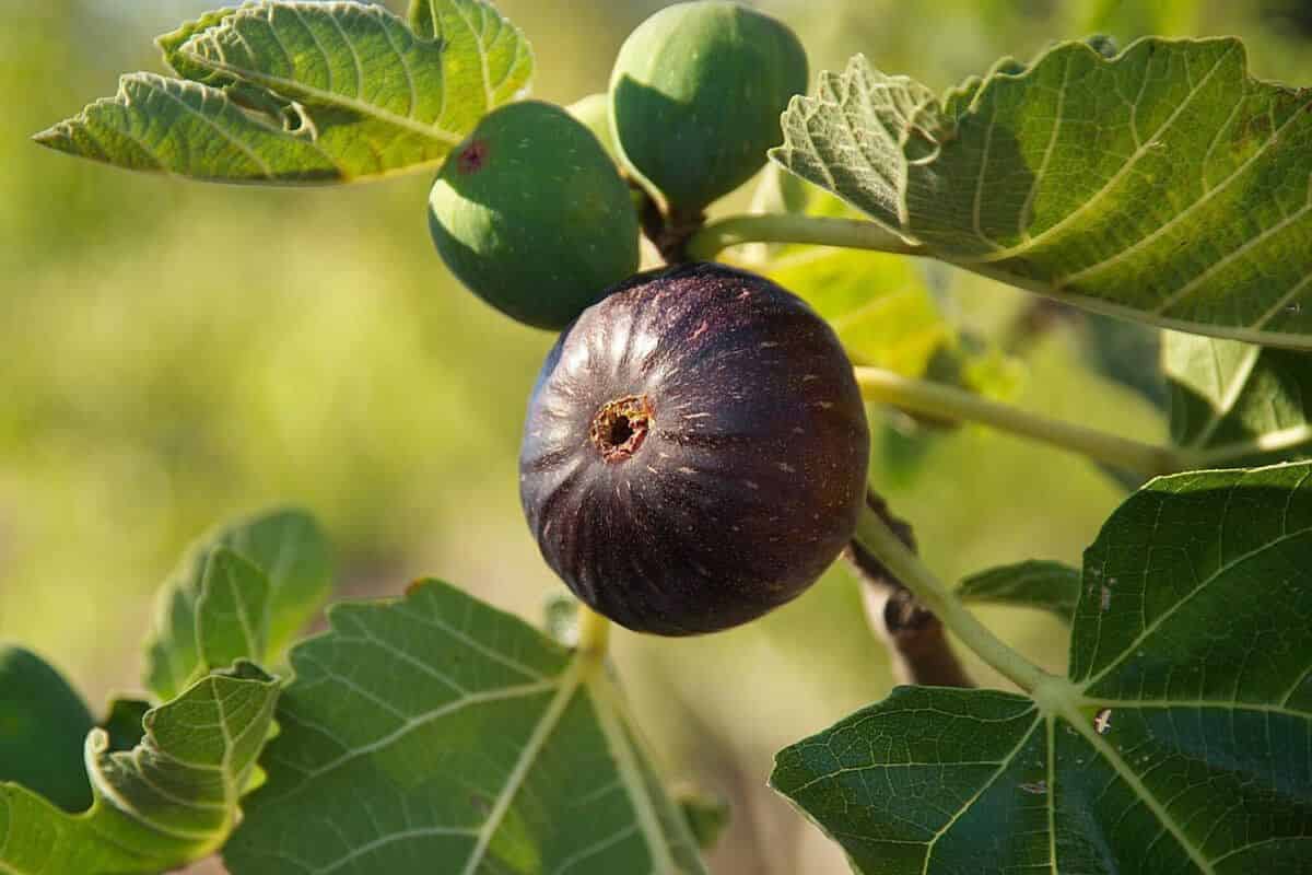 Are dried figs good for patients 
