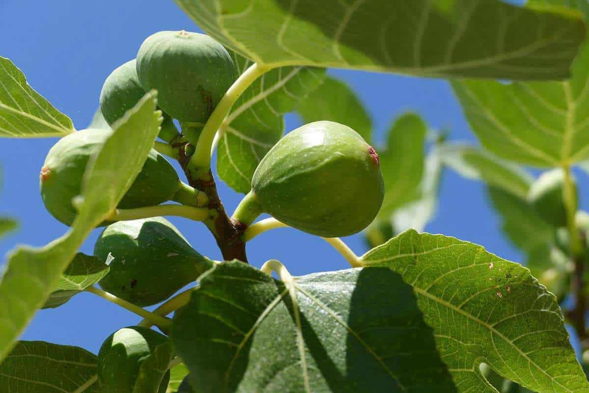 Turkish Smyrna Fig Tree