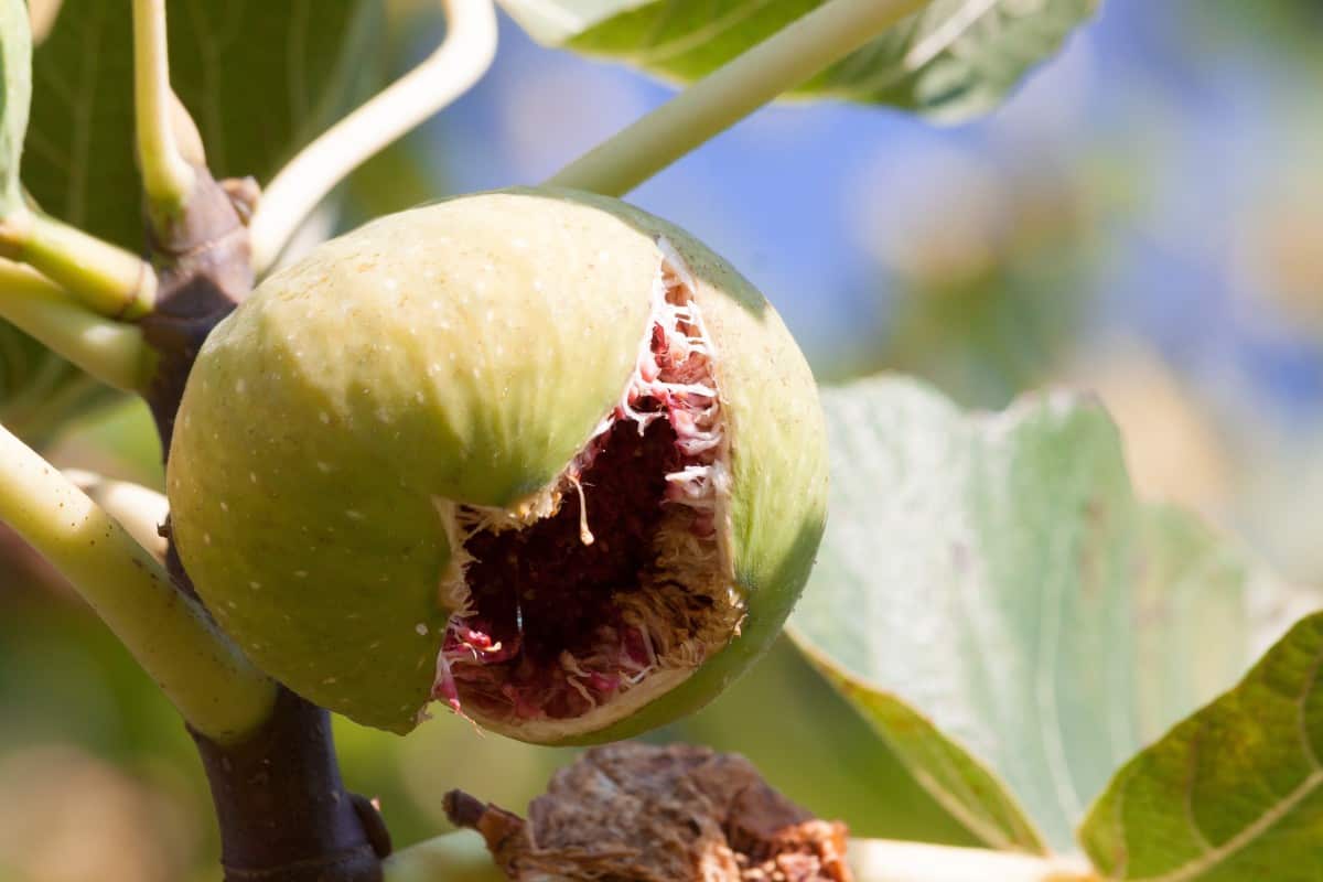 turkish smyrna fig tree for sale