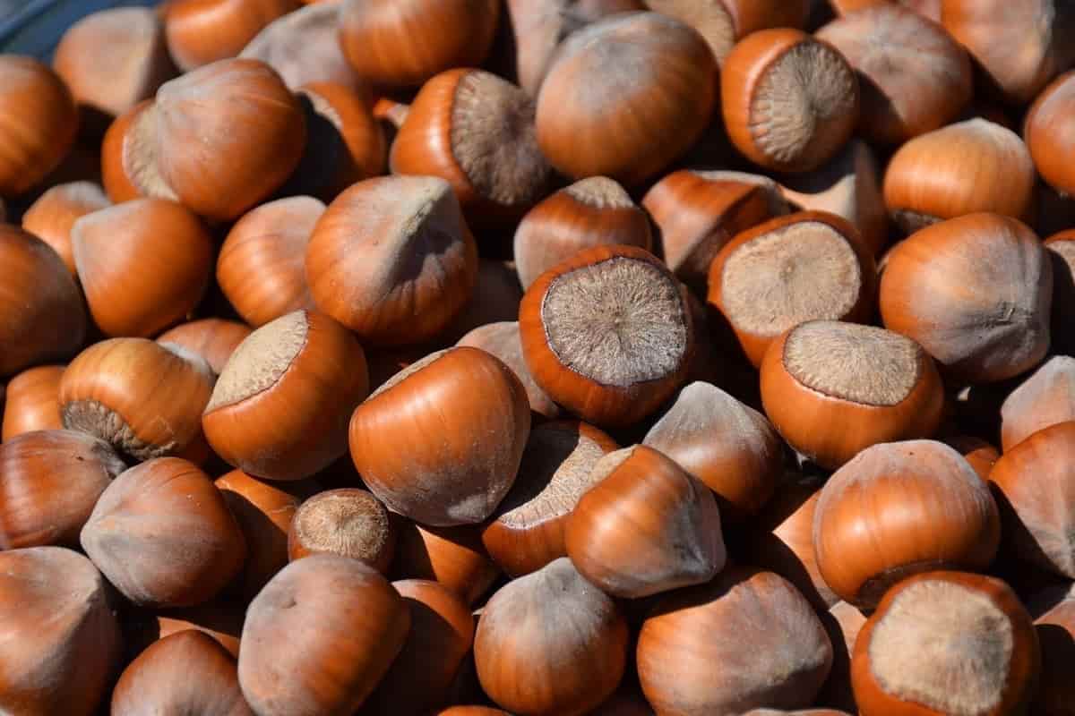 benefits of hazelnuts during pregnancy