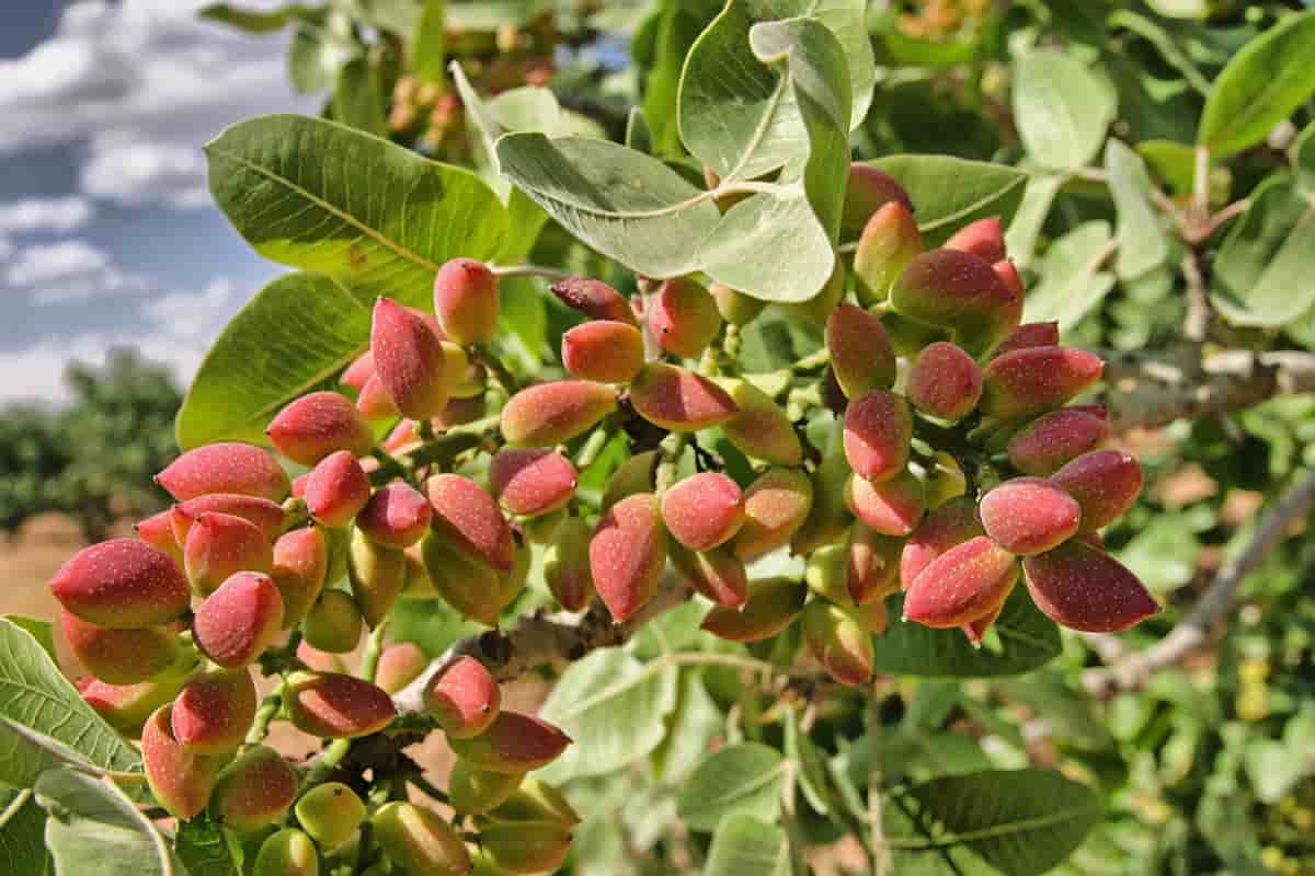 akbari pistachios wiki