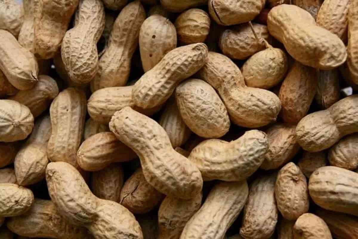 can i eating 100g peanuts a day