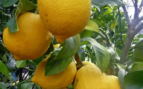 ponderosa lemon tree height